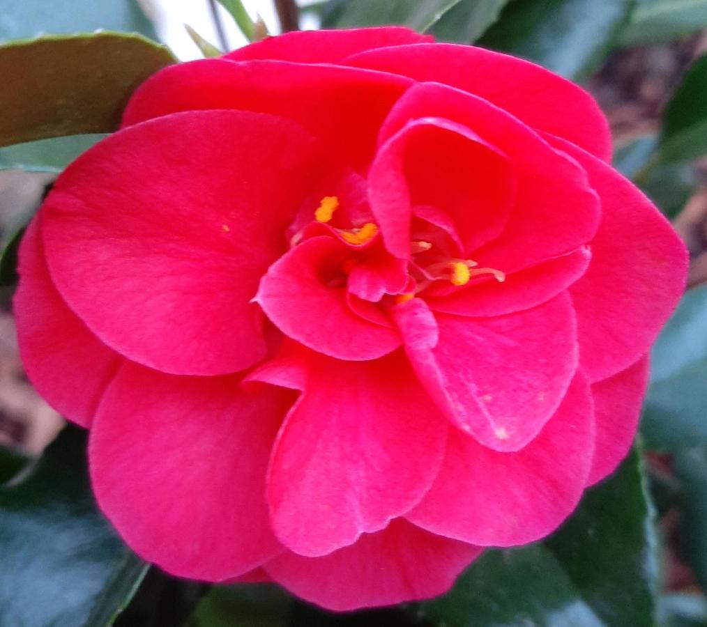 Maison Longere Les Camelias Vinneuf Luaran gambar